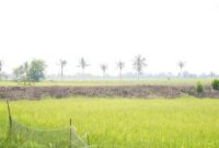 Pembaruan data e-RDKK menjadi kunci utama dalam mempermudah petani mendapatkan pupuk subsidi. (Dok. Kementan)