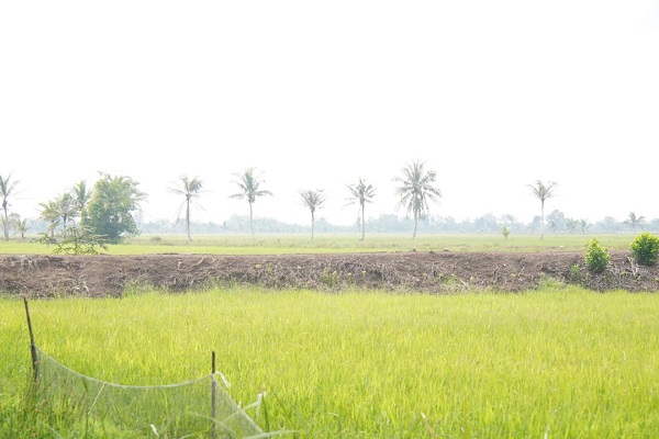 Pembaruan data e-RDKK menjadi kunci utama dalam mempermudah petani mendapatkan pupuk subsidi. (Dok. Kementan)