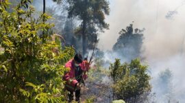 Satgas Manggala Agni Kabupaten Toba memadamkan api yang membakar tujuh hektar lahan di Desa Pagar Batu, Kecamatan Balige, Kabupaten Toba. (Dok. BPBD Kabupaten Toba)